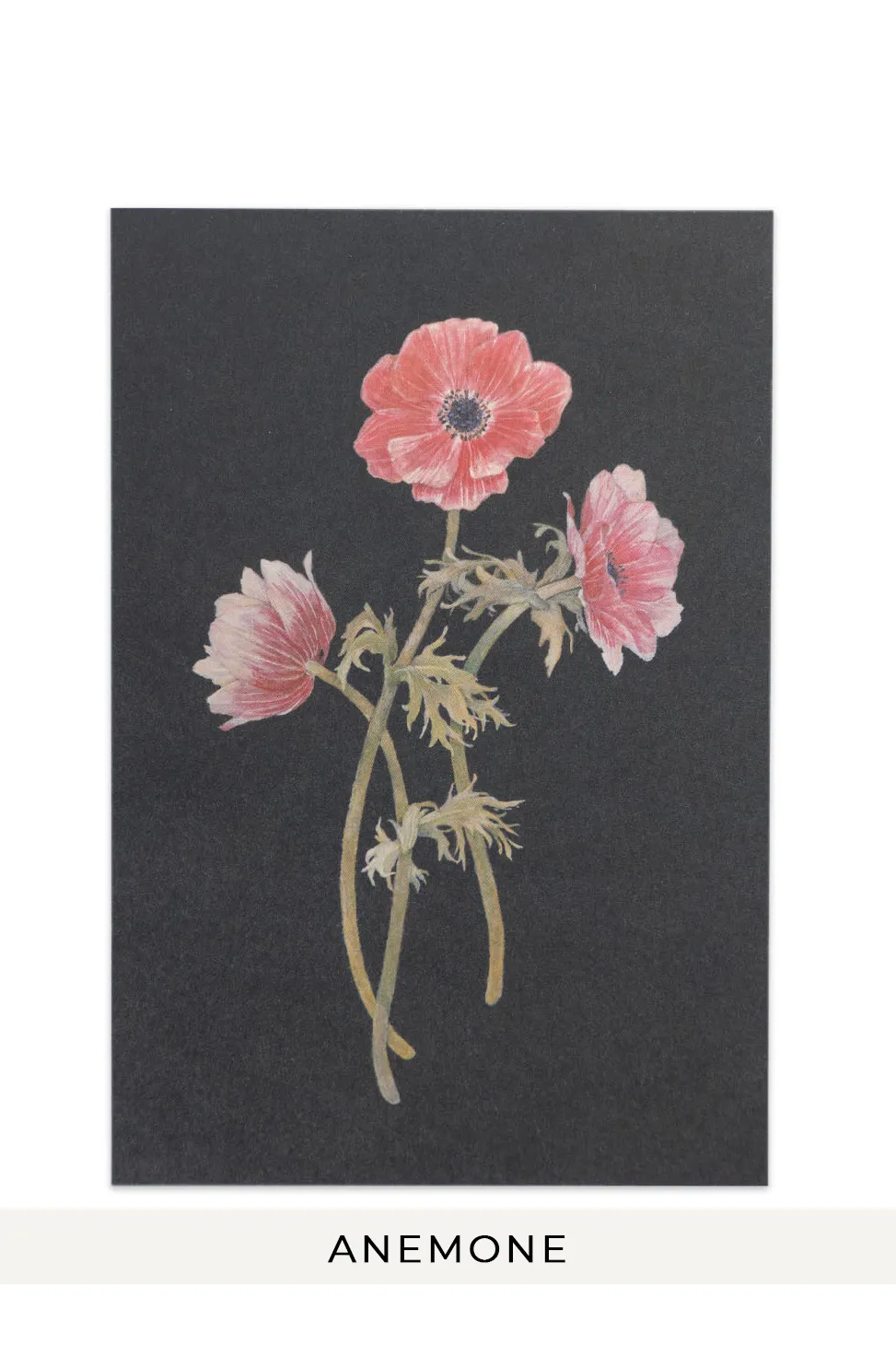 Outlet Mino Washi sasaki megumi POST CARDS - 6 CHOICES